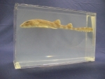 Foto Galerie/Orectolobiformes/Chiloscyllium punctatum_01_SS.jpg